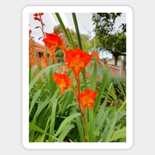 Gladiolus Delenii or African Parrot Gladiolus Sticker